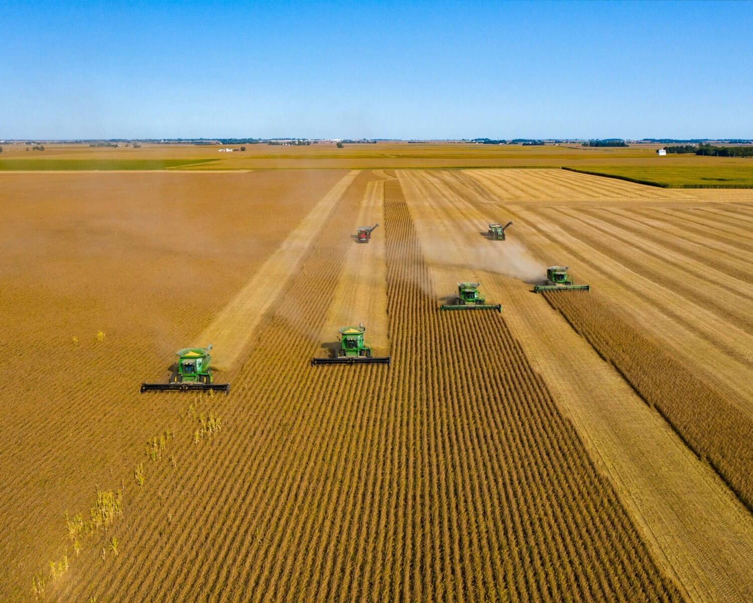 Combines harvesting a field of soybeans